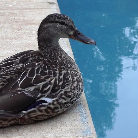 La Bastide Du Vallon Pensionat Saumane-de-Vaucluse Eksteriør billede
